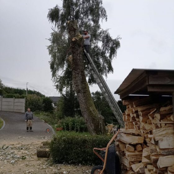 Abattage arbre par artisan élagueur à la Bassée
